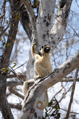 Verreaux's sifaka in the Kirindy park. White sifaka on the Madagascar island. Madagascar fauna. White sifaka with dark head. 