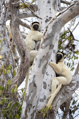 Verreaux's sifaka in the Kirindy park. White sifaka on the Madagascar island. Madagascar fauna. White sifaka with dark head. 
