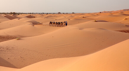 Camel caravan in the desert at sunrise -  Sahara, Morrocco