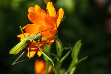 Obraz premium green praying mantis sits on an orange flower close-up on a sunny day
