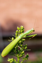 green praying mantis sits on green plants and flowers close-up on a sunny day