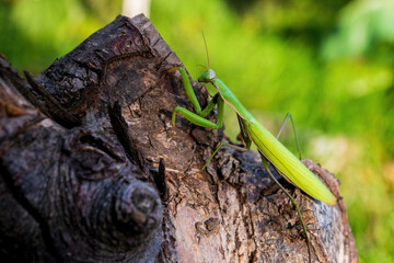 a green praying mantis sits on a tree trunk or on a stump close-up on a sunny day