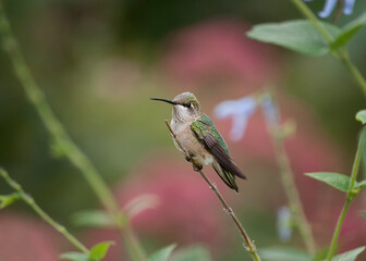 Fototapeta premium Hummingbird