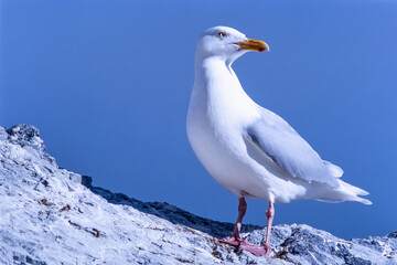 Glaucous gull on a rock