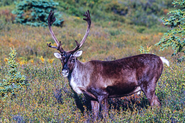 Naklejka na ściany i meble Caribou with big antlers in the wilderness