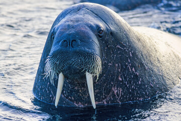 walrus portrait in the sea