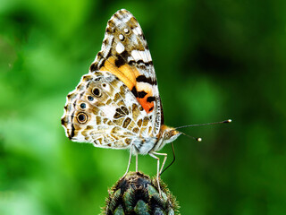 motyl © Henryk Olszewski