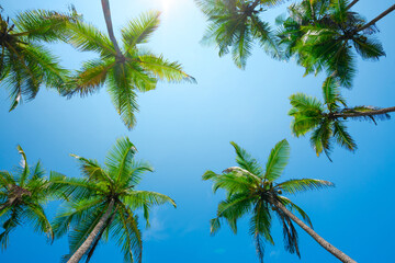Tropical coconut palm trees with clear blue sky background low angle view
