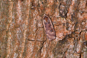 Hausmutter (Noctua pronuba)	