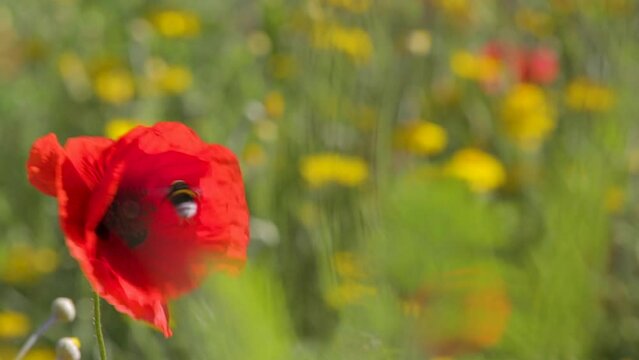 Coquelicot dans la prairie avec un bourdon