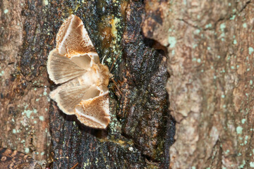 Achat-Eulenspinner (Habrosyne pyritoides)	