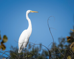 A Great Egret (Ardea alba) perches on some branches at the Sepulveda Basin Wildlife  Reserve in Van Nuys, CA.