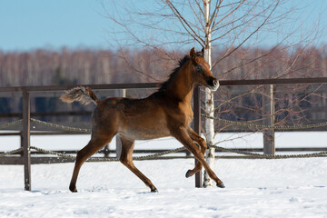 Young pretty horse foal on natural winter background, in motion closeup