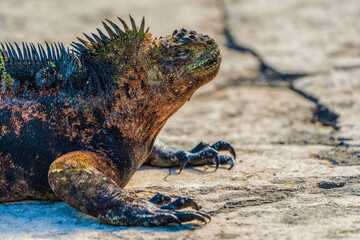 Galapagos land iguana