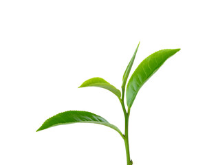 green tea leaf  on transparent png