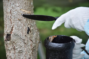 Tapping Japanese lacquer urushi trees (Toxicodendron vernicifluum) in Okukuji area of Ibaraki Prefecture in Japan, special handmade tools are required. - obrazy, fototapety, plakaty