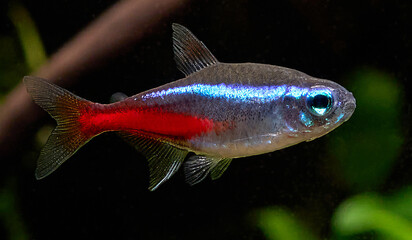 Closeup of blue neon tetra fish isolated on blurred plant background