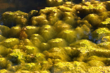 Fototapeta na wymiar Cladophora green algae on a pond's surface