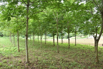 Tapping Japanese lacquer urushi trees (Toxicodendron vernicifluum) in Okukuji area of Ibaraki Prefecture in Japan, special handmade tools are required.