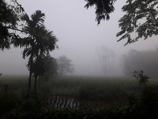 misty morning in the forest