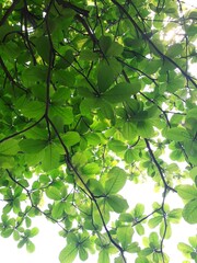 green leaves on a sunny day