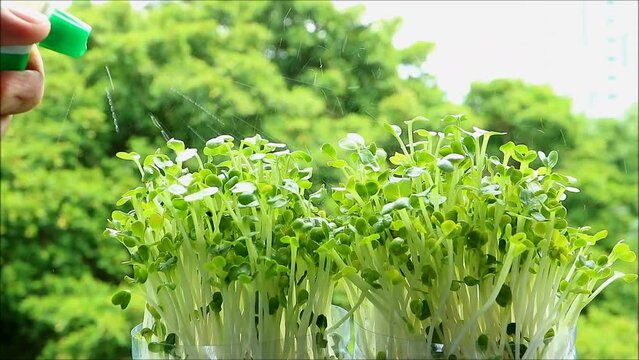 Footage of Hand Watering Hydroponic Kaiware Daikon Microgreen Grown as Indoor Houseplants 