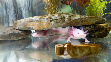 Axolotl couple relaxing together in the aquarium. endangered neotenicas registered in the IUCN red list, emblematic species of Mexico