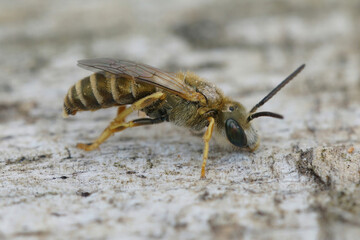 Closeup on a male small golden furrow bee, Halictus subauratus,