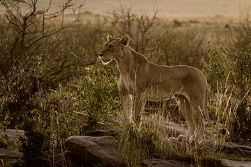 Naklejka na ściany i meble lioness in the grass with rim light effect shot against morning sun.