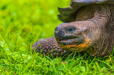 Galapagos giant tortoise