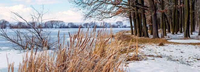 Winter landscape with a forest near the river and thickets of reeds in sunny weather