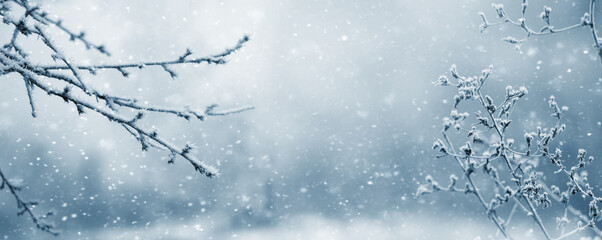 Atmospheric winter view with frost covered tree branches and dry plants in forest on blurred background during snowfall