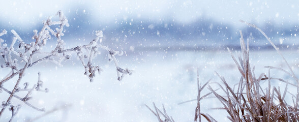 Frost-covered plants on the river bank in winter during snowfall