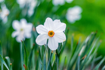 White daffodils in the garden on a flower bed on a background of green grass