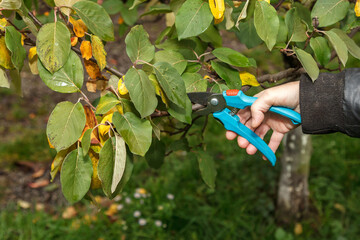 Fruit tree pruning. Garden scissors. A gardener uses garden scissors to cut tree branches