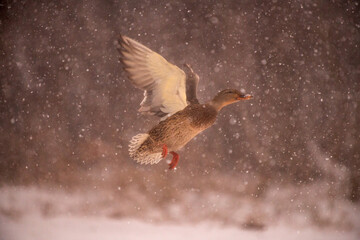 bird flying in the sky