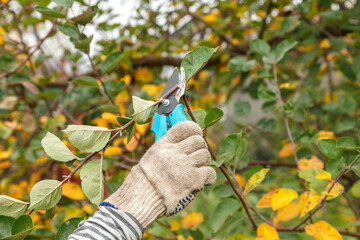 Fruit tree pruning. Garden scissors. Pruning fruit trees for sanitary reasons in the autumn