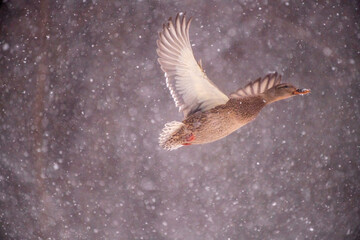 duck in flight