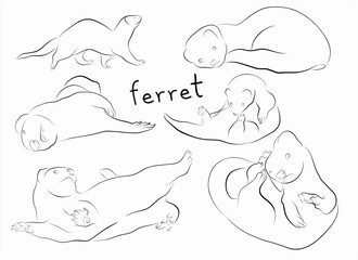 set of ferret outline illustration vector