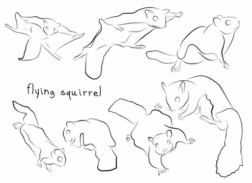 flying squirrel set vector illustration
