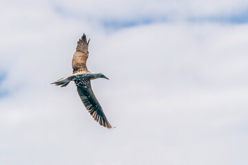 Blue-footed Booby in flight