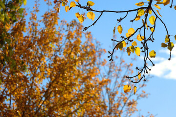 Colorful autumn leaves on a tree. Selective focus.