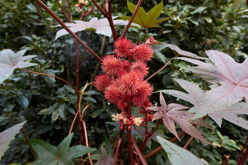 Ricinus communis