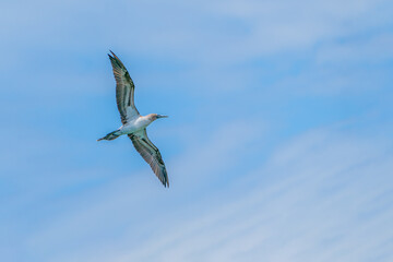 Blue-footed Booby in flight