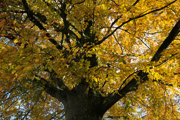 Obraz premium Bright yellow leaves of a beech tree.