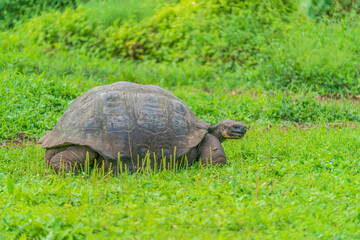 Galapagos giant tortoise