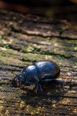 black large beetle sits on a stump on a sunny day