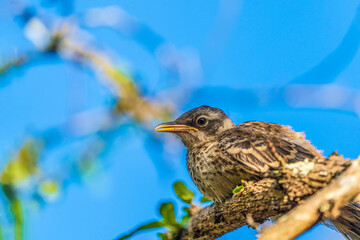 A juvenile Galapagos seabird standing on a branch.