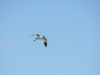 avocet in flight