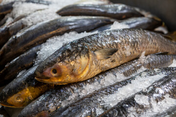 Fresh fish at the Central Market (Mercado Central) in Santiago de Chile